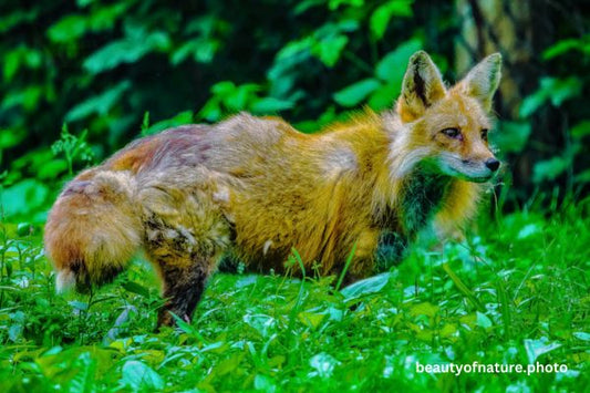 Red Fox 11 Horizontal