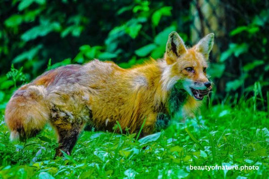 Red Fox 12 Horizontal