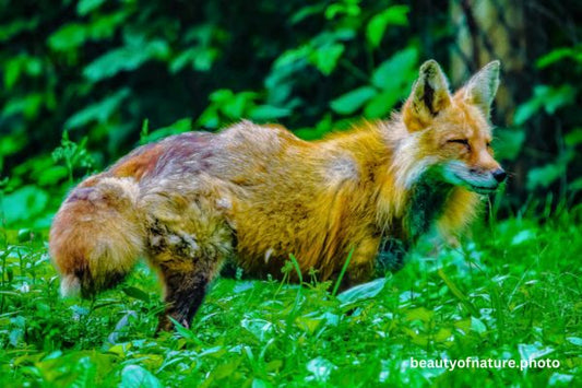 Red Fox 13 Horizontal