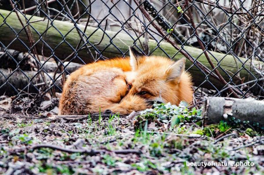 Red Fox 14 Horizontal