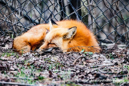 Red Fox 1 Horizontal