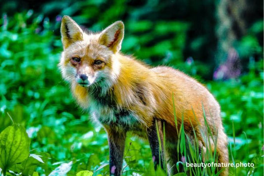 Red Fox 2 Horizontal