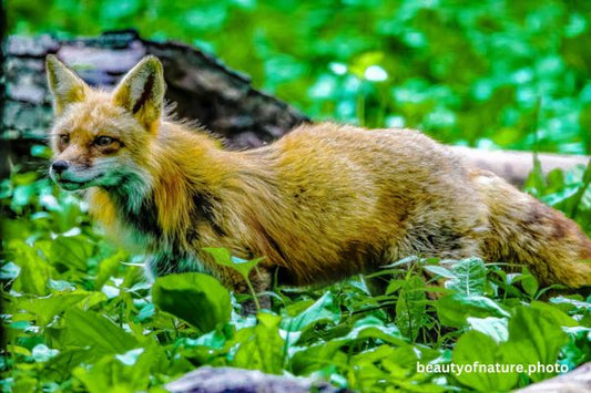 Red Fox 3 Horizontal