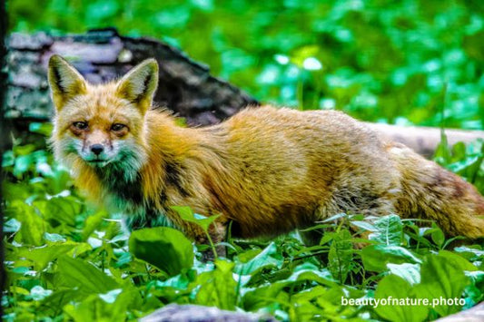 Red Fox 4 Horizontal