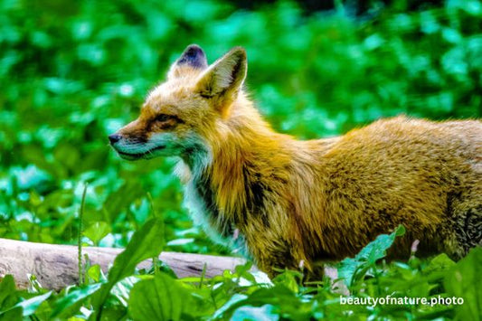 Red Fox 5 Horizontal