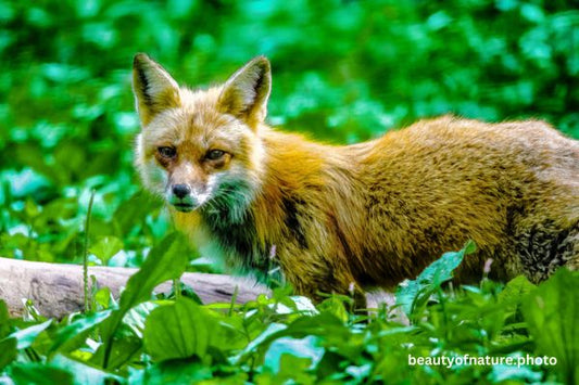 Red Fox 6 Horizontal