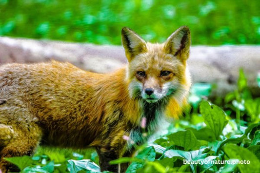 Red Fox 7 Horizontal