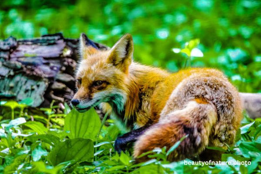 Red Fox 8 Horizontal