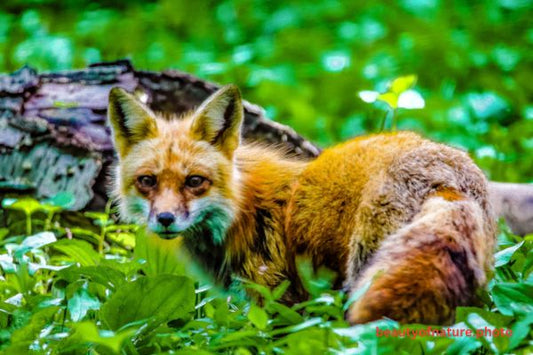 Red Fox 9 Horizontal