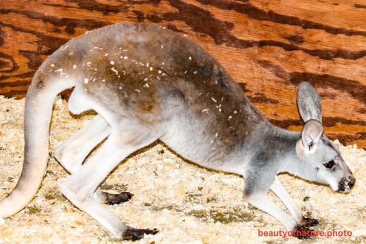 Kangaroo 1 Horizontal