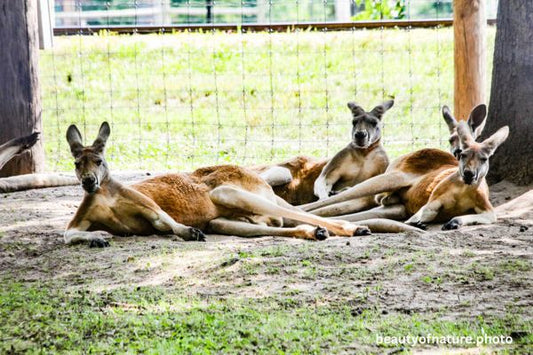 Kangaroo 2 Horizontal