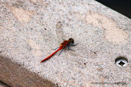 Dragonfly 3 Red Meadowhawk D3 Horizontal