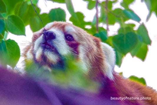 Red Panda 1 Horizontal