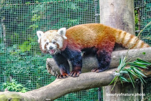 Red Panda 2 Horizontal