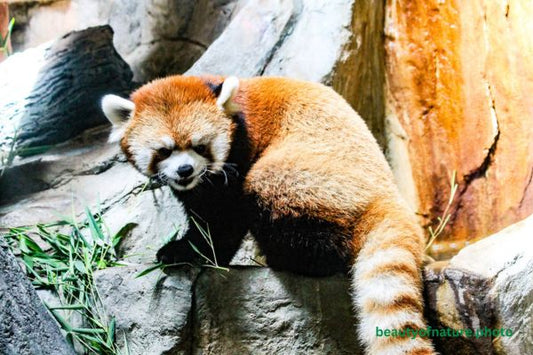 Red Panda 3 Horizontal