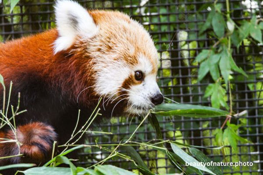 Red Panda 4 Horizontal