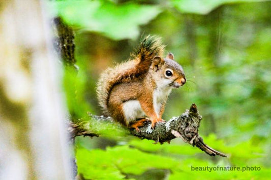 Red Squirrel 1 Horizontal