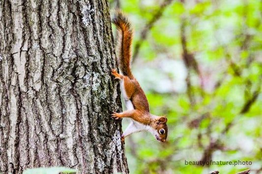 Red Squirrel 2 Horizontal