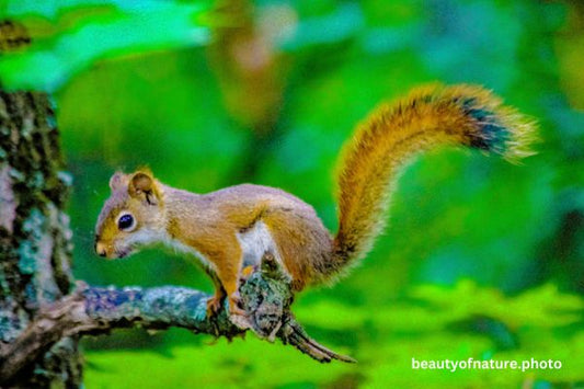 Red Squirrel 3 Horizontal