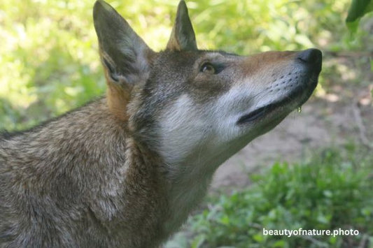 Red Wolf Drooling Portrait 23-2353 Horizontal