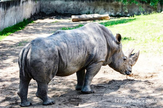 White Rhinoceros 1 Horizontal