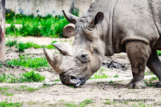 White Rhinoceros 2 Horizontal