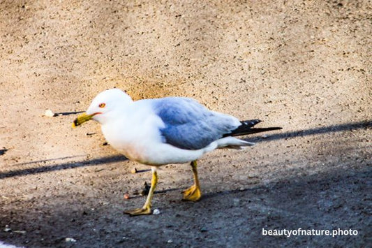 Ring-billed Gull 1 Horizontal