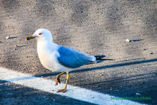Ring-billed Gull 2 Horizontal