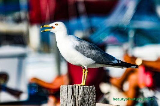 Ring-billed Gull 3 Horizontal