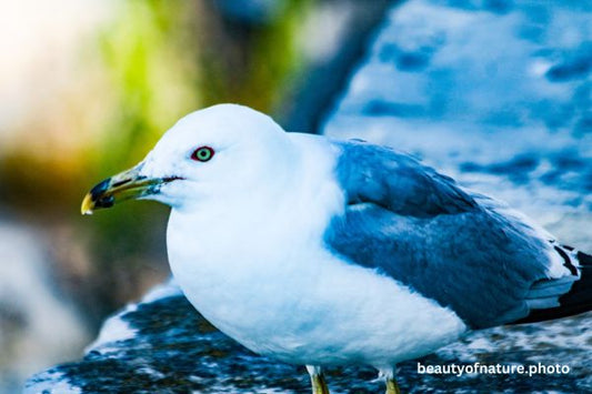 Ring-billed Gull 4 Horizontal