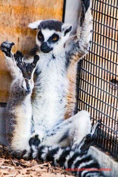 Ring-tailed Lemur 1 Vertical