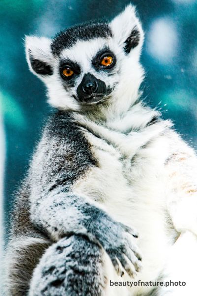 Ring-tailed Lemur 2 Vertical