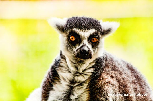 Ring-tailed Lemur 3 Horizontal