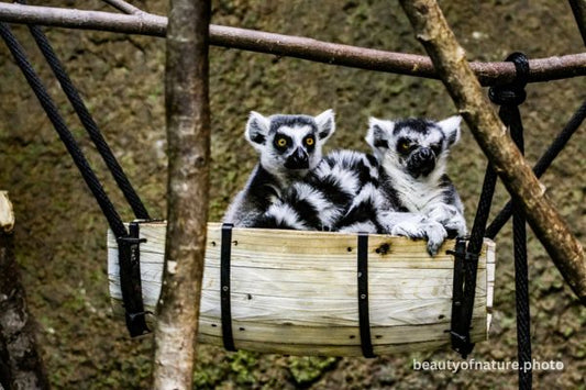 Ring-tailed Lemur 4 Horizontal