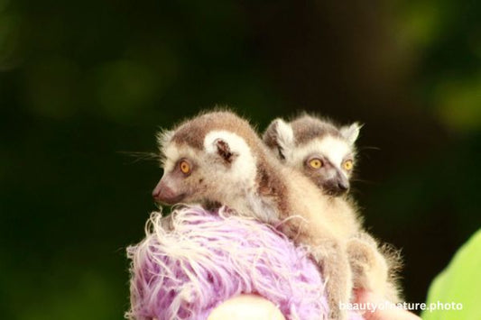 Ring-tailed Lemur Pup Horizontal