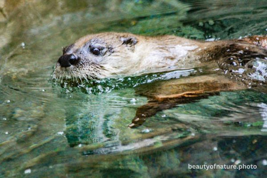 North American River Otter 1 Horizontal