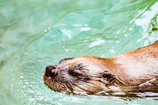 North American River Otter 2 Horizontal