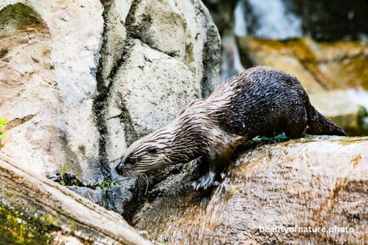North American River Otter 3 Horizontal