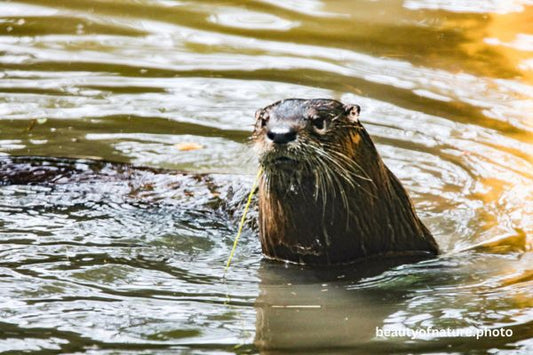 North American River Otter 4 Horizontal