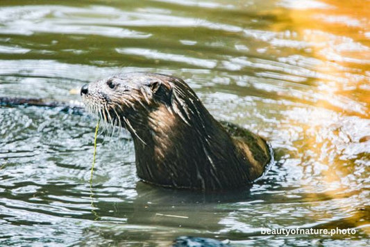 North American River Otter 5 Horizontal