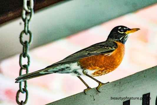 American Robin 1 Horizontal