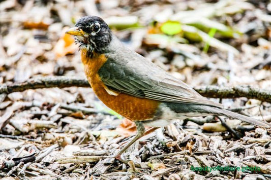 American Robin 2 Horizontal