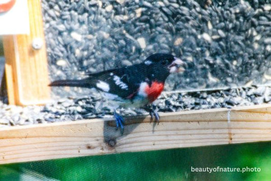 Rose-breasted Grosbeak 1 Horizontal