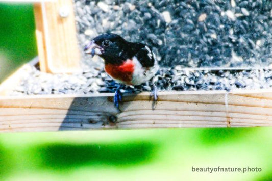 Rose-breasted Grosbeak 2 Horizontal