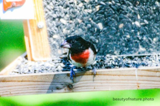 Rose-breasted Grosbeak 3 Horizontal