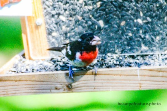 Rose-breasted Grosbeak 4 Horizontal