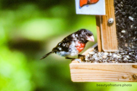 Rose-breasted Grosbeak 5 Horizontal