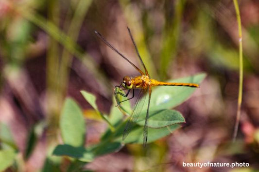 Dragonfly 4 Ruddy Darter D4 Horizontal
