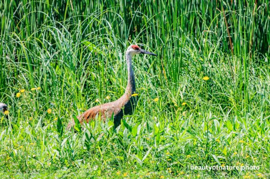 Sandhill Crane 1 Horizontal