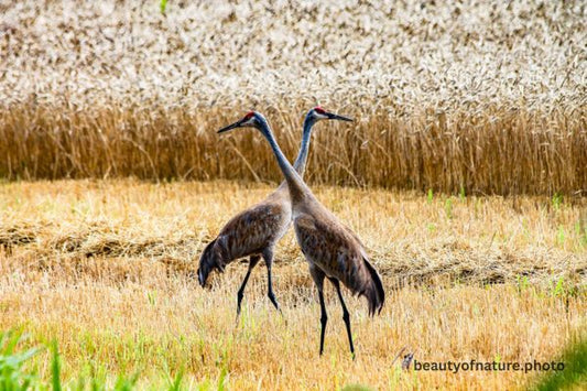 Sandhill Crane 2 Horizontal